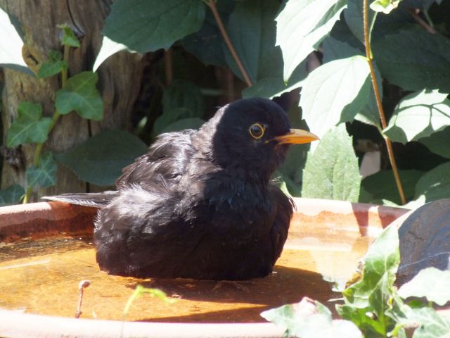 2026-07-12 Amsel